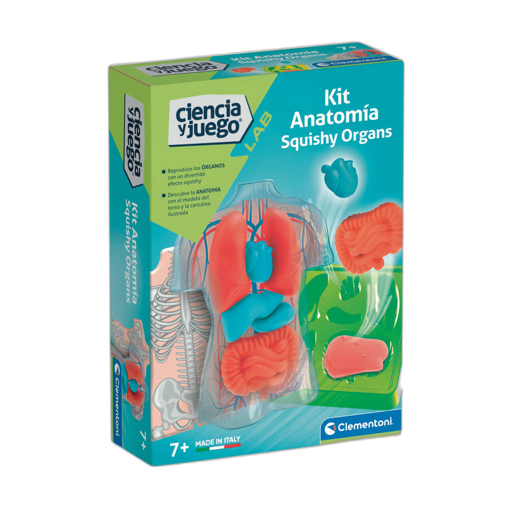 squishy organs anatomy kit