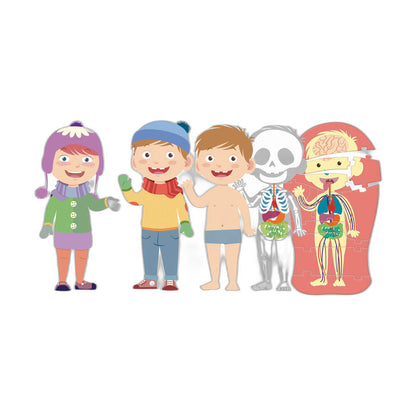 The Human Body