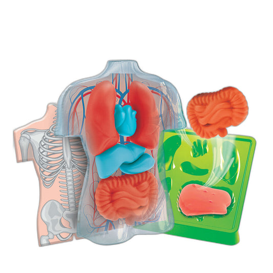 Kit de anatomía de órganos blandos